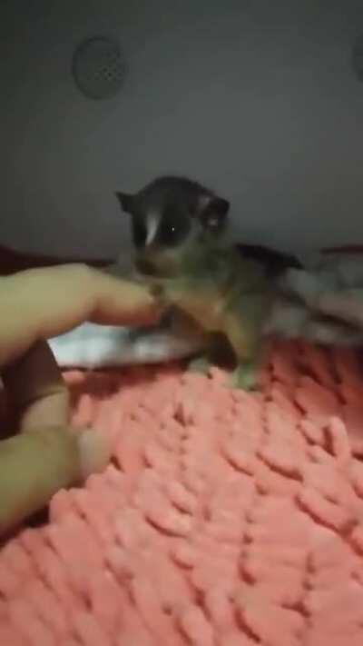 Baby bush baby