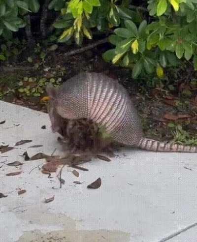 Armadillo gathering foliage for its nests