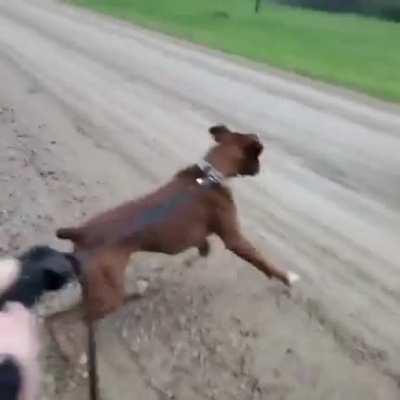 Donkey laughs at dog getting shocked by electric fence