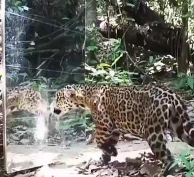 🔥 Reactions of animals when there is a mirror in nature