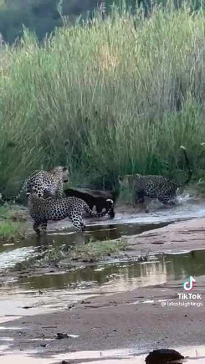 Honey badger vs 3 leopards