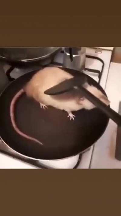 Did Someone Order Ratatouille?