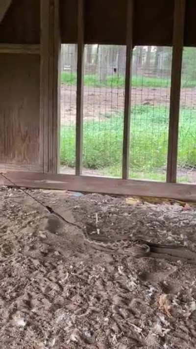 This Brave Boy Ropes Snake Out Of Hens House