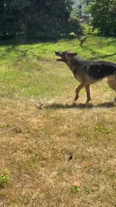 I can never water without this guys trying to square up with the sprinkler