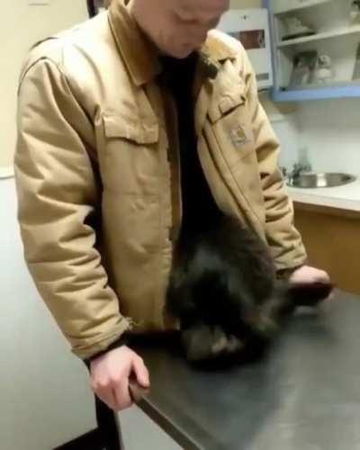 Nervous kitty finding a comforting safe place while at the vet