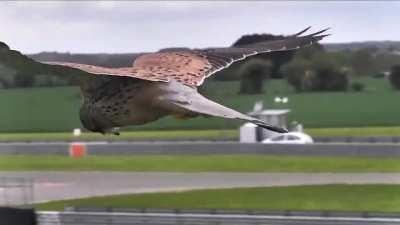 Eye On The Target: Falcon in Hunting Mode is Unaffected by Wind and Gravity