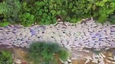 Drone photographer Lior Patel followed a herd of sheep for several months, as the herd was shepherded to its summer pasture.