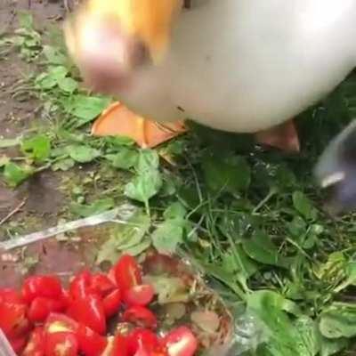 Ducks eating cherry tomatoes!