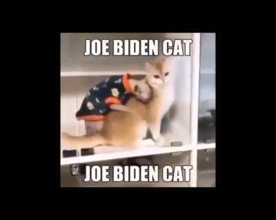 JOE BIDEN CAT 😳