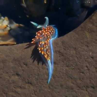 This creature is known as a Nudibranch