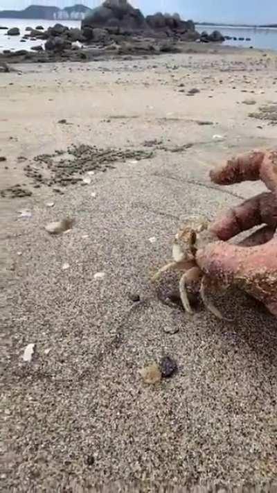 🔥 The speed of this Crab 🔥