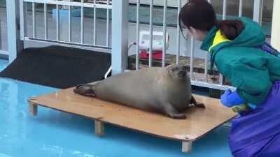 smol seal gets weighed