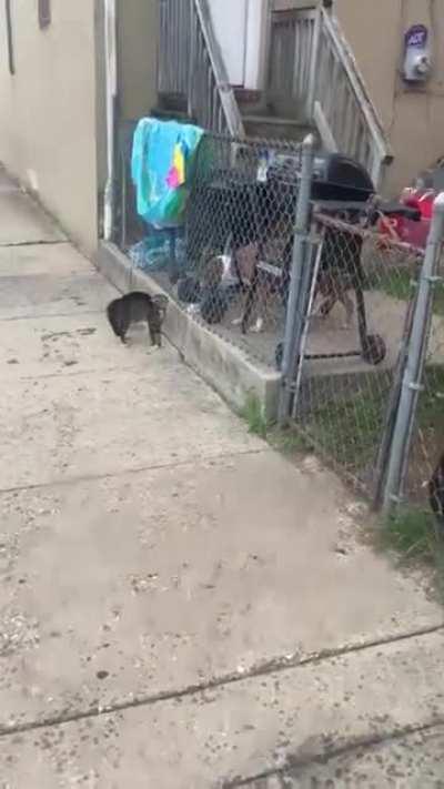 In Baltimore, even the cats ain't afraid of shit.