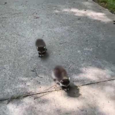 Two tiny baby raccoons going on a walk