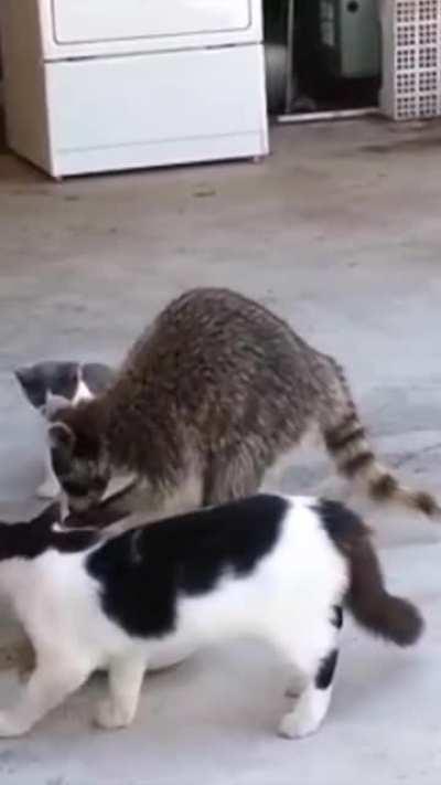 Raccoon Federation