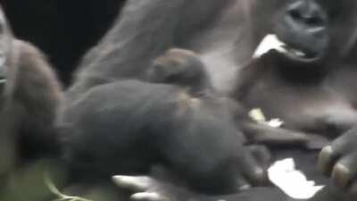 Young Gorilla is extremely curious about her baby brother, but isn't allowed to touch him just yet