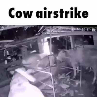 Cow Cluster Strike