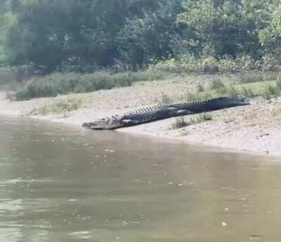 🔥 Crocodiles have zero friction and know how to use it.