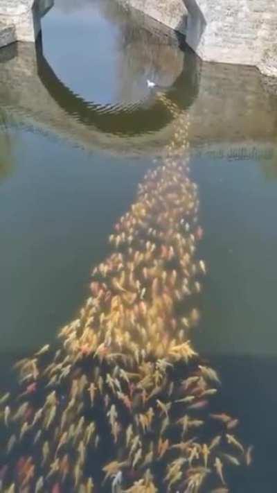 A school of fish following a duck