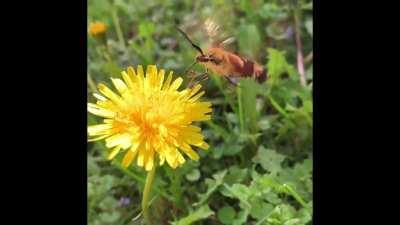 🔥 Thought I saw a baby hummingbird. Turns out it's a rare moth called a hummingbird clear wing! 🔥