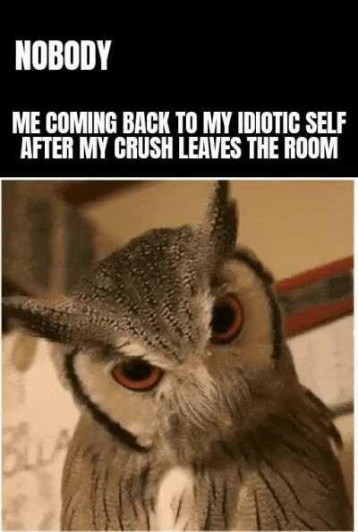 angry owl meme