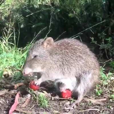 Mother and baby Potoroos eating strawberries