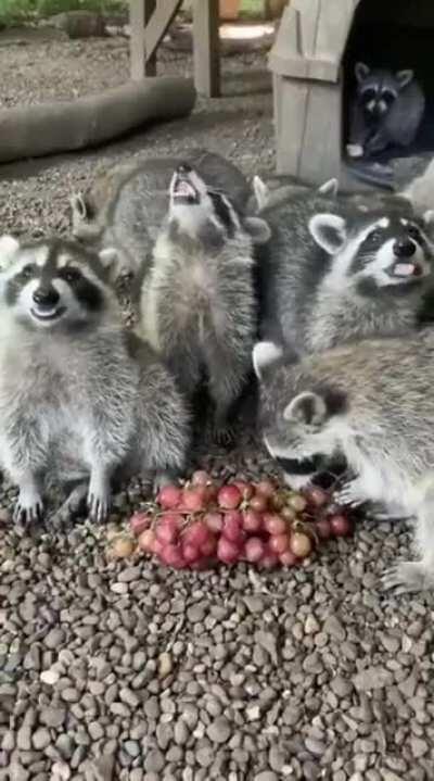 Hungry racoons