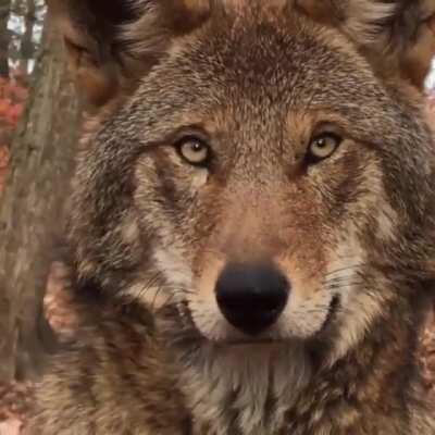 The red wolf (Canis rufus) is the most endangered canid species alive. There are less than 35 individuals in the wild after an attempt to bring the species numbers up (peaking at 130 individuals in 2006). These wolves form close-knit packs that consist of