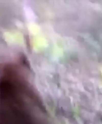 Man sneaks up on wild bear and kicks it, then gets mauled