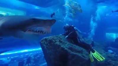 Close encounter with a shark