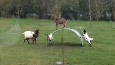 Goats are so creative and playful!!