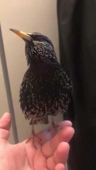 This bird's imitation is insane