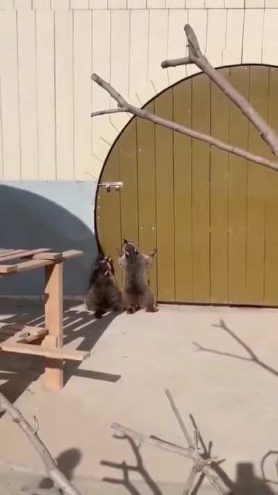 2 Raccoons trying to open a door.