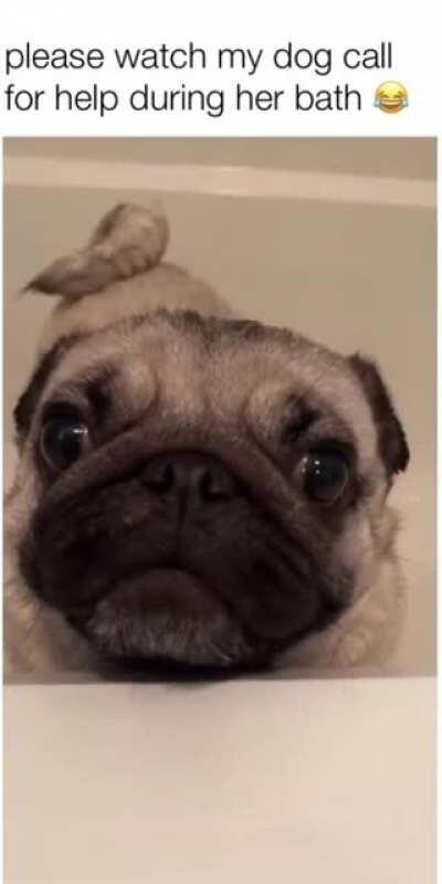 HOWLP!! This pug calling for help is everything and one of my favorite videos. Not OC