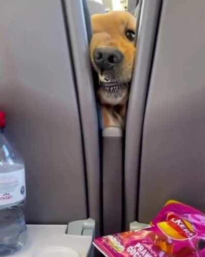 Dog getting cuddles by strangers on the train