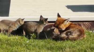 The fox under our decking had kids! 3 healthy and happy Cubs and one proud mum