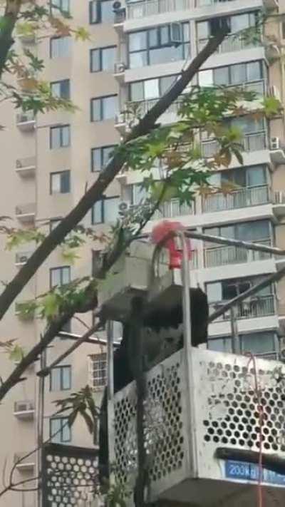 Worker stapling leaves to trees in China to make the city look &quot;greener&quot;