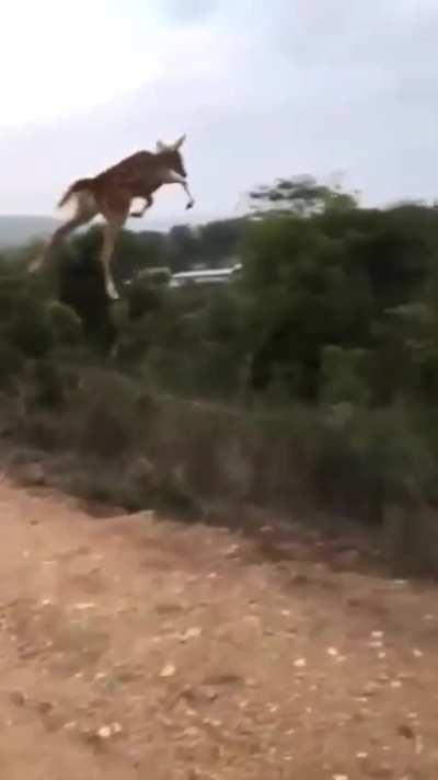 🔥 The average horizontal jumping distance of a deer is about 4.5-5 meters. However, some species of deer such as white-tailed deer can jump up to 9 meters in one single leap 🔥