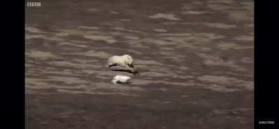 Arctic Hare outruns a wolf pack