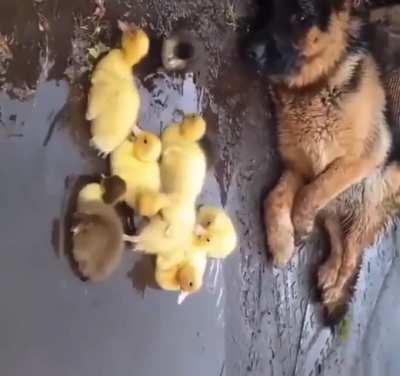 Keeping guard over the ducklings