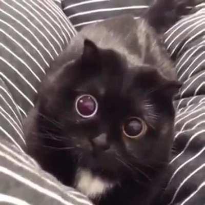 Cat with dichromatic eyes