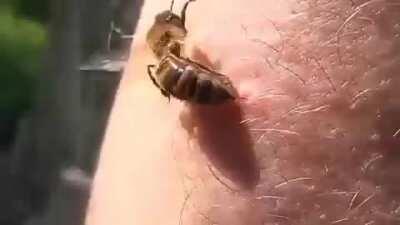 Bee stuck on the skin