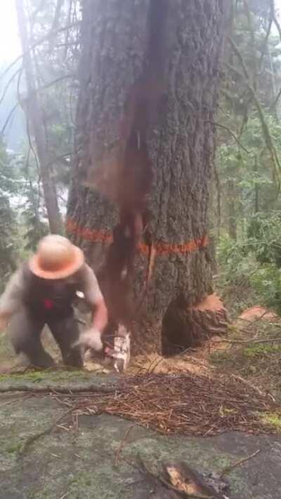 WCGW cutting down a tree