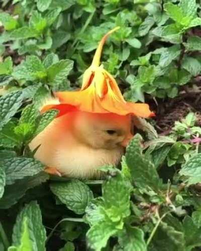 Duckie in a Flower hat