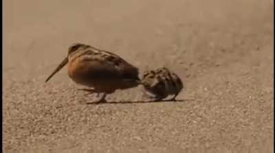 American woodcock dance to lure worms