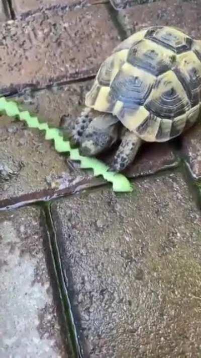 Turtle making crinkle cut fries