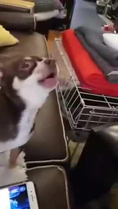 My chihuahua singing star wats