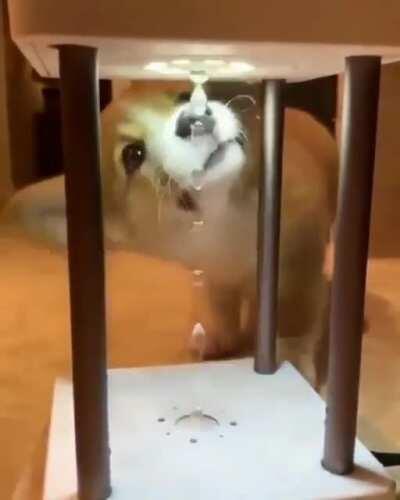 Doggo vs Anti-gravity fountain lamp