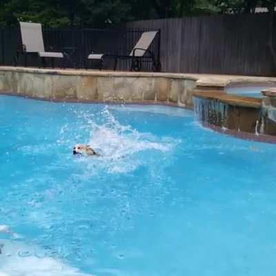 Brave little corgi loves to jump into the pool!