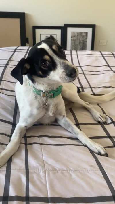 PetTheDamnDog